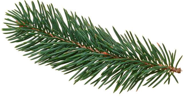 Green pine branch with sharp needles