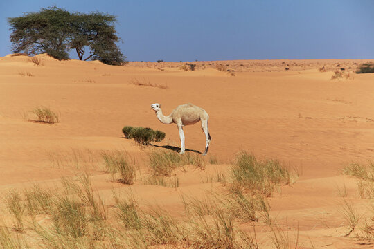 A camelsin the Sahara Desert in Mauritania
