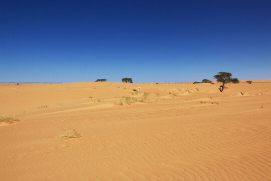 A camelsin the Sahara Desert in Mauritania