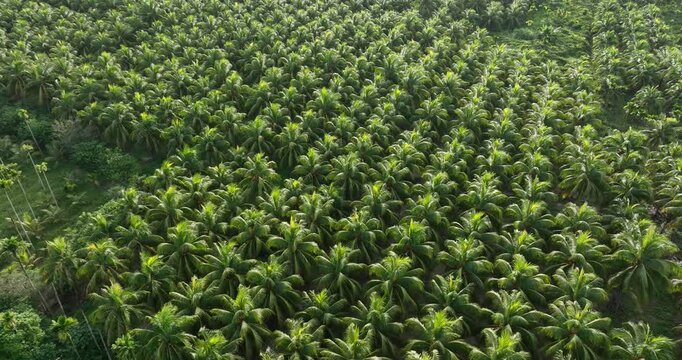 Aerial footage of king coconut fruits grow on tree