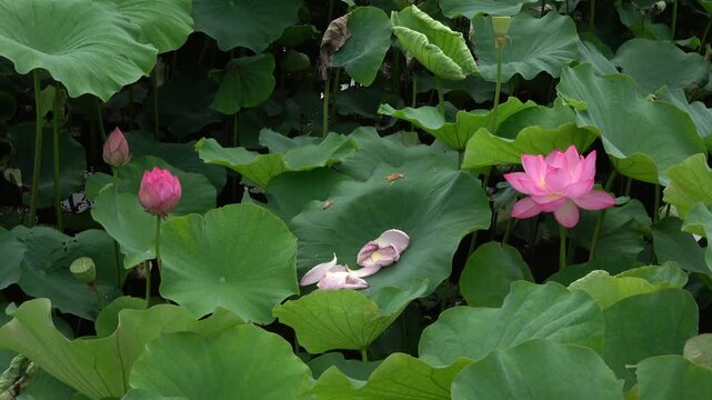 池の蓮-Lotus flowers in the pond-