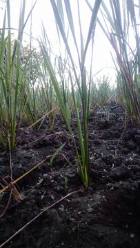 Early Growth Stage of Paddy Plants in Wet Soil