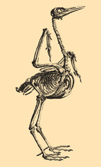 Fototapeta premium Vintage stipple illustration of a crane bird skeleton in profile, detailed anatomical study on beige background