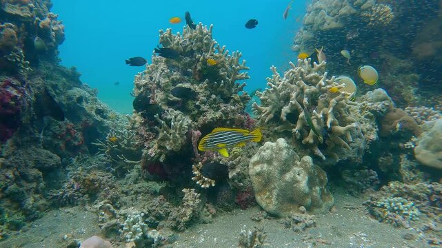 Dolly forward to a Ribboned Sweetlips (Plectorhinchus polytaenia) seemingly remaining motionless while numerous fish and hatchlings are swimming around in the bustling coral reef. Dauin, Philippines