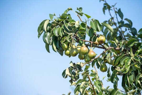Green pears ripening on a pear tree in a summer orchard