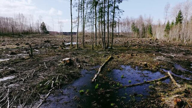 Aerial view of deforested woodland with wetlands near Kuldiga in Latvia