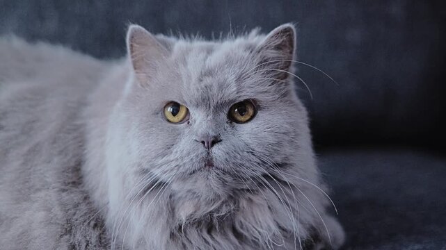 British Longhair male cat with rare lilac coat resting indoors and looking ahead