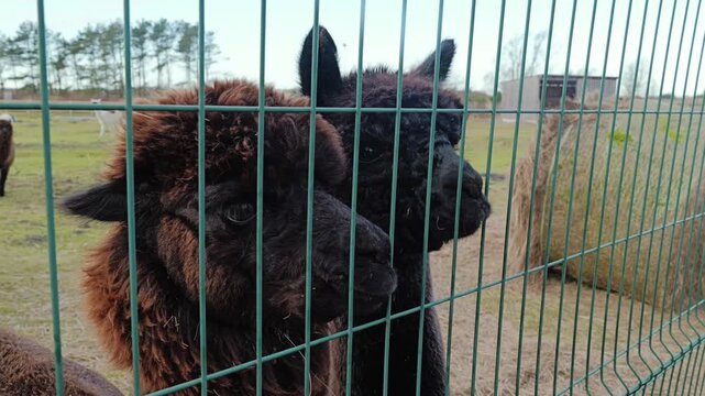Peaceful farm feeding moment highlights trust and care between humans, alpacas