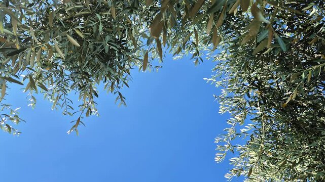 Close-up view of olive trees in Assisi, the city of St. Francis, Umbria, Italy
