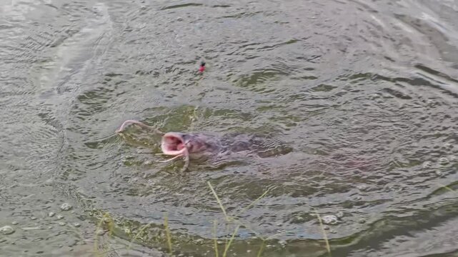 Filmed at 120fps and conformed to 30fps, a redtail catfish (Phractocephalus hemioliopterus) thrashes in slow motion at the water's surface with a hook caught in its mouth, the line pulling taut agains