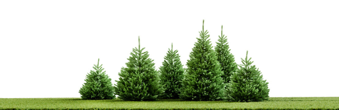 Row of young green pine trees on grass isolated on transparent background. 3D render.