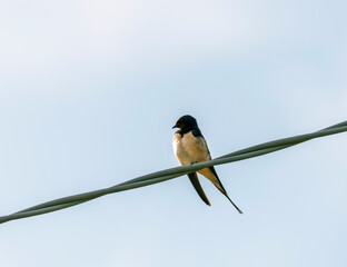 The barn swallow (Hirundo rustica) is the most widespread species of swallow in the world © manola72