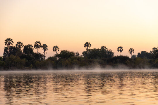 palm trees on the Zambezi River, Zimbabwe, Africa at sunrise