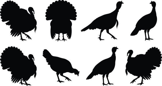 Black turkey silhouettes in multiple poses including walking, pecking, standing, and tail fanned display
