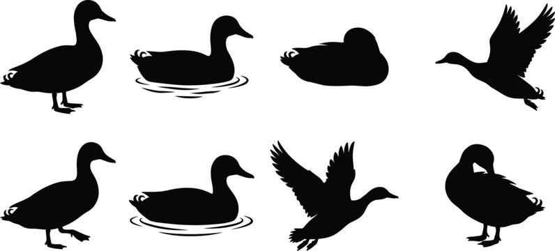 Elegant black duck silhouettes in various poses including flying, swimming, standing, and preening