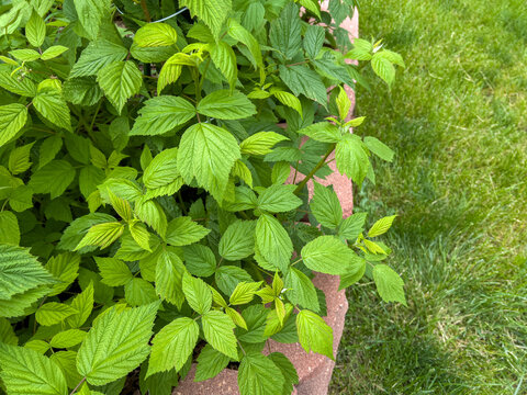 Side view of dense raspberry bush