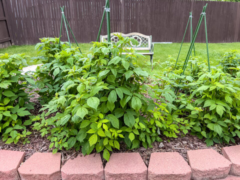 Raspberry bush row in backyard garden