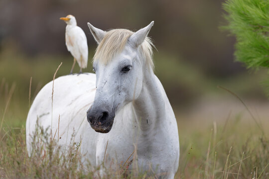Camargue horse with a cattle egret on the back in the Camargue, France.