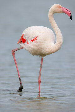 Greater flamingo (Phoenicopterus roseus) standing in the shallow water of a lagoon in the Camargue, France.