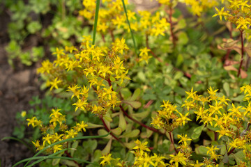 Obraz premium Blooming Garden Park in Beautiful Spring Colors