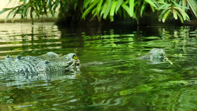 swimming
