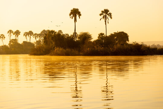 palm trees at sunrise, Zambezi River, Zimbabwe, Africa