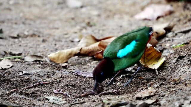 Hooded Pitta (Pitta sordida) in  National Park, Thailand
