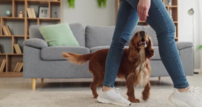 Woman dog training obedience owner indoor home play. Close view of legs and spaniel heeling beside owner in living room, with treats as a reward to keep focus. Pet training at home theme.