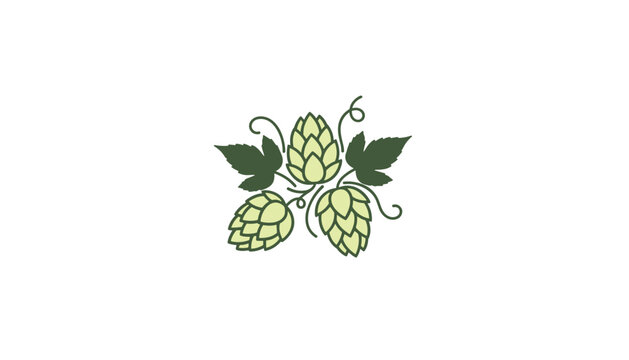 Elegant green hops hand drawn illustration with leaves and climbing vines isolated on a simple white background.