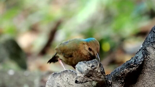Blue-naped Pitta eat on the log