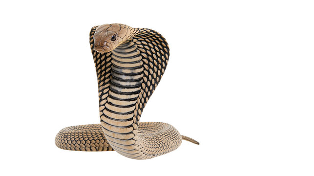 King Cobra snake with hood flared, showing intricate scale patterns