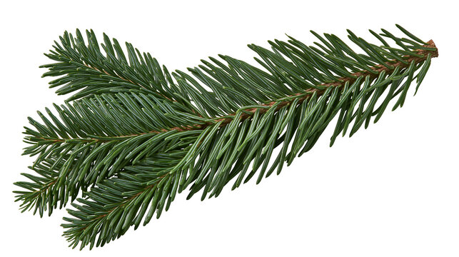 Green pine branch with needles on white