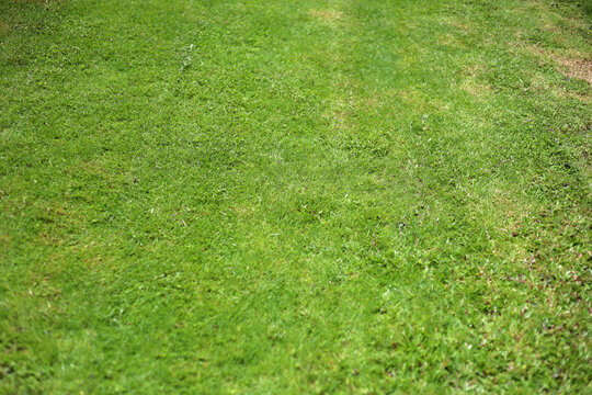 Top view of a freshly mown, vibrant green grass lawn