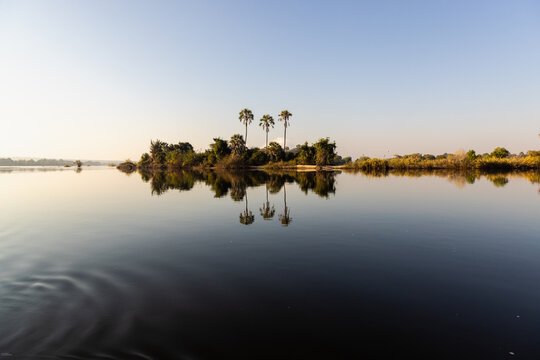 palm trees on the Zambezi River at sunrise, Zimbabwe, Africa