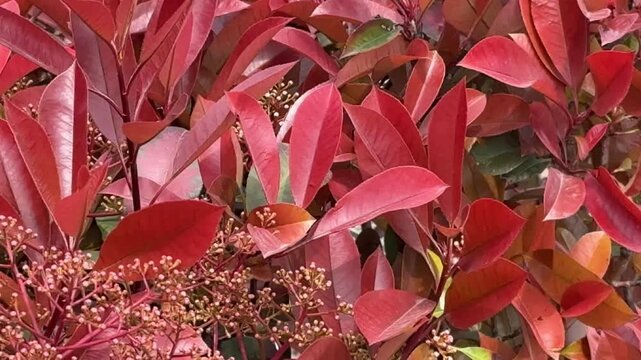Red leaves foliage, vibrant photinia plant in nature garden, macro shot of ornamental shrubbery for seasonal botanical background and spring aesthetic