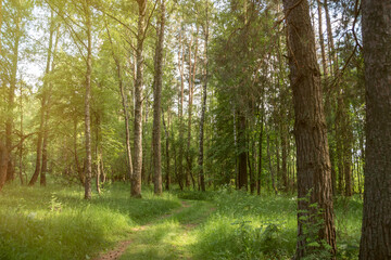 Fototapeta premium Car tracks in an empty summer forest. A road made by a car in the wilderness. A view of a summer forest with trees.