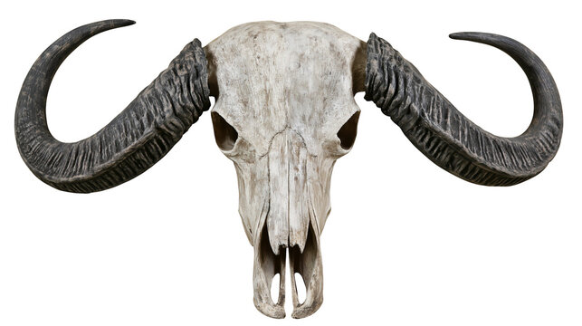 Buffalo skull with large curved horns