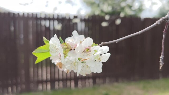 Single White Flower Blooming on Tree Branch
