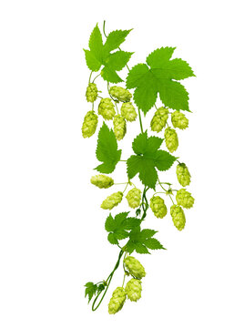 close up of branch of green hops isolated on transparent background