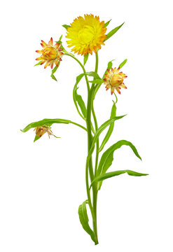 Close up of everlasting flower isolated on transparent background