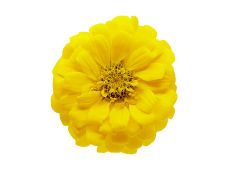 close up of yellow zinnia flower isolated on transparent background, top view