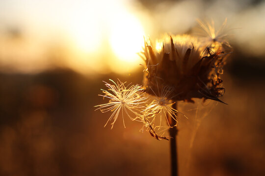 plant in the forest at sunset time
