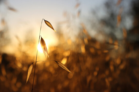 plant in the forest at sunset time