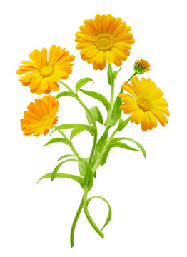 close up of bouquet of calendula flowers isolated on transparent background