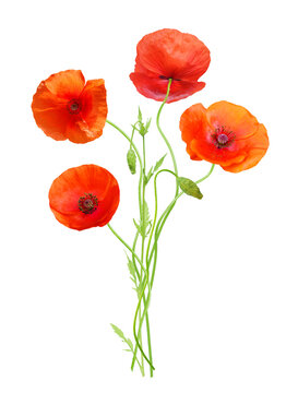 close up of red poppy flowers isolated on transparent background