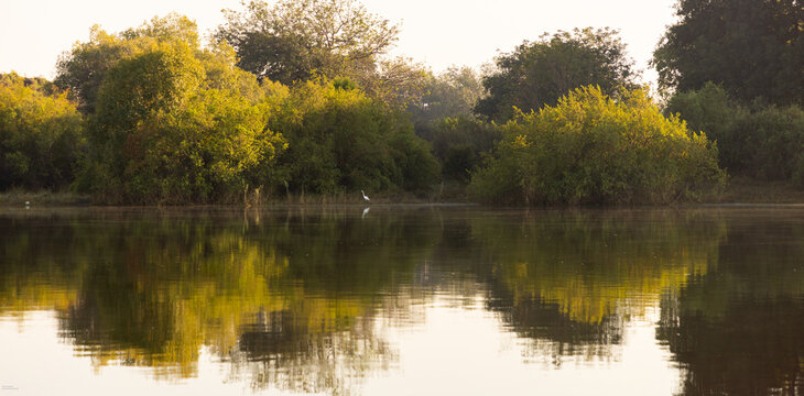 cormorant bird at sunrise on the Zambezi River, Zimbabwe, Africa