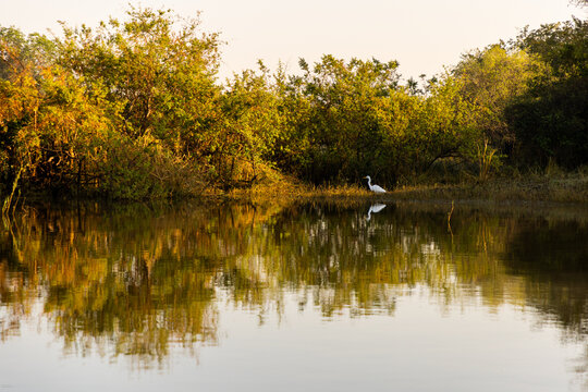 cormorant bird at sunrise, Zambezi River, Zimbabwe, Africa