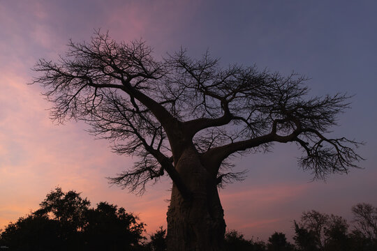 Baobab tree at dusk, Zambezi National Park, Victoria Falls, Zimbabwe