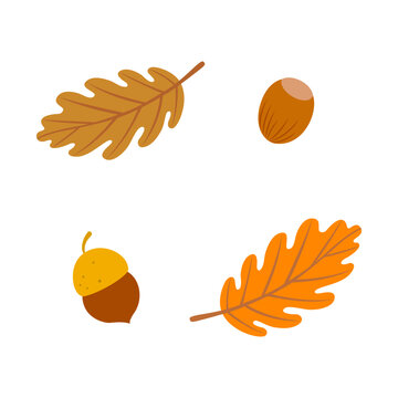 Autumn acorn and oak leaves elements. Set of autumn nature decorative elements vector illustration.