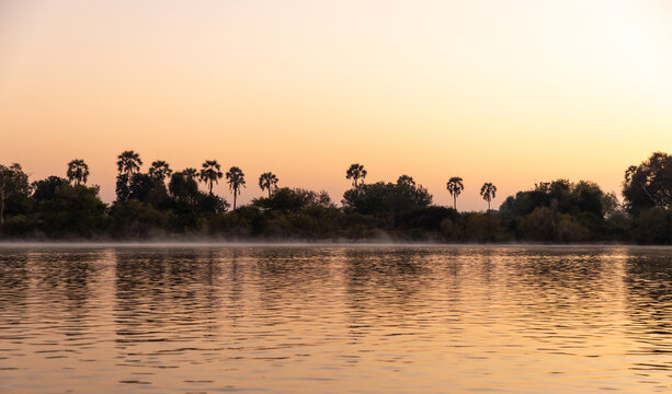 palm trees at dawn, fog, Zambezi River, Zambia, Africa
